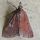 Bostra dipectinialis